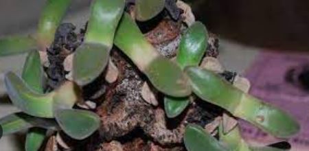 Deilanthe Species, Ice Plant
