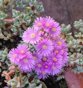 Lampranthus Species, Ice Plant, Pink Vygie