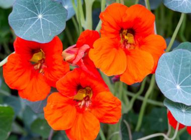 Nasturtium
