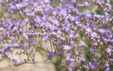 Limonium Species, Dwarf Statice, Sea Lavender