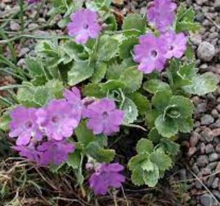 Primula Species, Marginate Primrose, Silver-Edged Primrose, Wavy Primrose