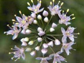 Allium Species, Autumn Onion, Prairie Onion