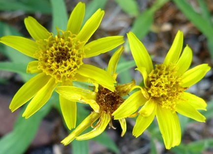 Arnica Species, Alpine Arnica, Longleaf Arnica, Narrowleaf Arnica