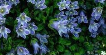 Campanula Species, Hairy Bellflower, Shiny-Leaved Bellflower