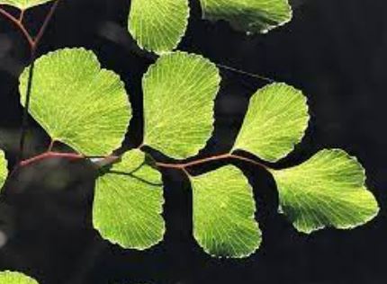 Adiantum Species, Common Maidenhair Fern, True Maidenhair Fern