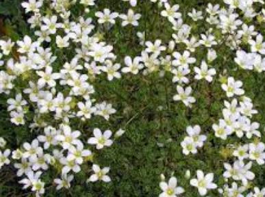 Saxifraga, Mossy Saxifrage, Rockfoil Bob Hawkins