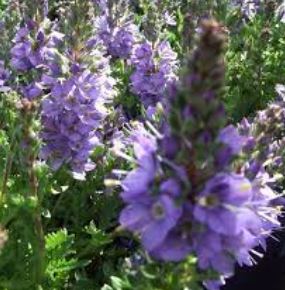 Veronica, Dwarf Speedwell Christy