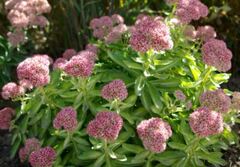 Hylotelephium, Sedum, Showy Stonecrop 'Autumn Delight'
