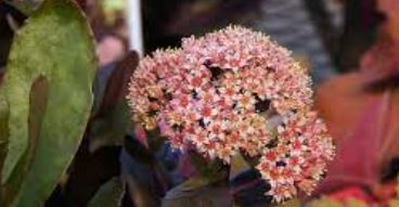 Hylotelephium, Sedum, Showy Stonecrop Chocolate Drop