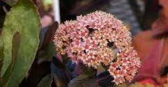 Hylotelephium, Sedum, Showy Stonecrop 'Chocolate Drop'