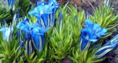 Gentiana, Gentian Braemar