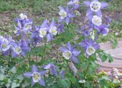Aquilegia, Hybrid Columbine Swan Blue and White