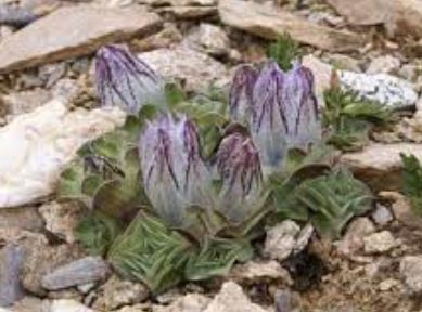 Gentiana Species, Urn-Shaped Gentian