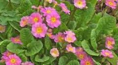 Primula, Polyanthus Primrose, Juliana Primrose 'Kinlough Beauty'
