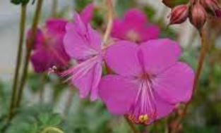 Geranium, Dwarf Cranesbill, Hardy Geranium Crystal Rose