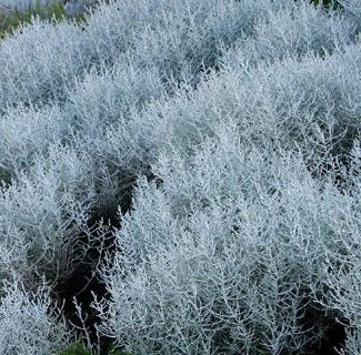 Calocephalus, Dwarf Cushion Bush Silver Nugget