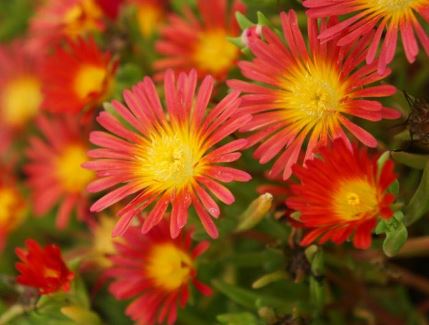 Delosperma, Ice Plant Fire Wonder
