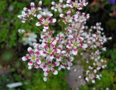 Saxifraga, Encrusted Saxifrage, Silver Saxifrage Southside Seedling