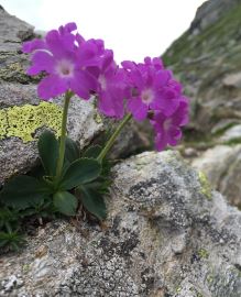 Primula Species, Auriculastrum Primula, European Alpine Primrose, Pedemont Primrose