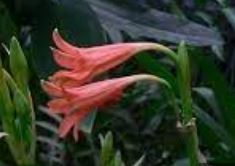 Cyrtanthus Species, Kei Lily