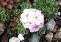 Androsace Species, Rock Jasmine, Sempervivum-Leaved Rock Jasmine