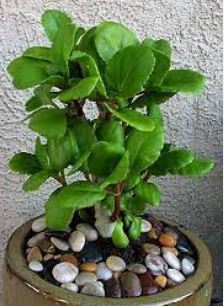 Kalanchoe, Big Leaf Kalanchoe Modoc