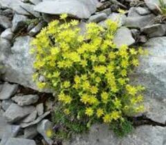 Saxifraga Species, Yellow Mountain Saxifrage