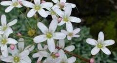 Saxifraga, Encrusted Saxifrage, Silver Saxifrage 'Kathleen Pinsent'