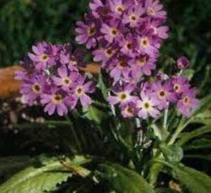 Primula Species, Birds-Eye Primrose, Farinosae Primula, Laurentian Primrose
