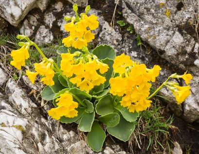 Primula Species, Auricula Primrose, Yellow Bears Ear