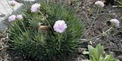 Armeria Species, Plantain Thrift, Sea Pink