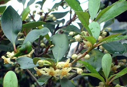 Ternstroemia Species, Mountain Ternstroemia