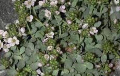 Eunomia Species, Stonecress