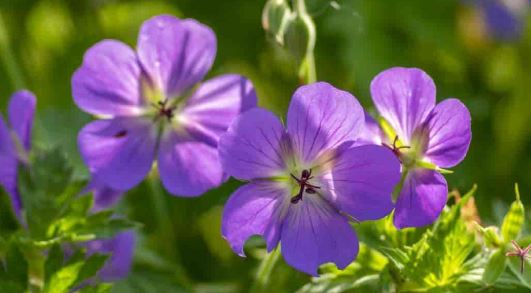 Geranium Species, Cranesbill, Hardy Geranium, Lamberts Geranium