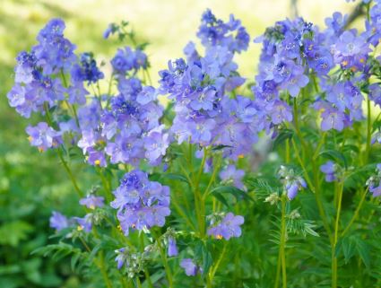 Polemonium Species, Jacobs Ladder