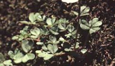 Oxalis Species, Snowdrop Wood Sorrel