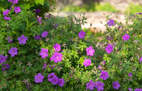 Geranium Species, Cape Cranesbill, Hardy South African Geranium