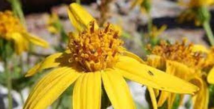 Arnica Species, Hairy Arnica, Soft Arnica, Subalpine Arnica