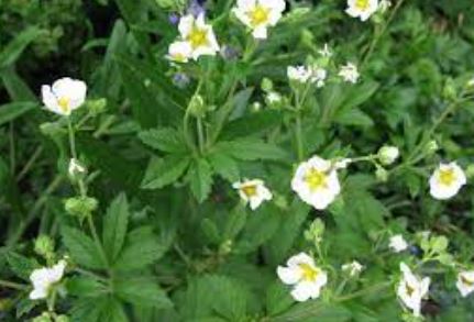 Drymocallis Species, Rock Cinquefoil