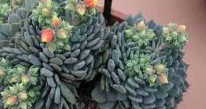 Echeveria Starburst