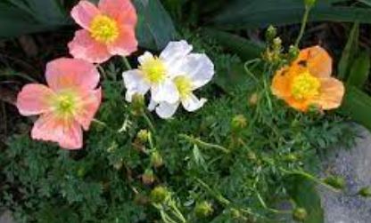 Papaver Species, Alpine Poppy, Dwarf Poppy