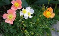 Papaver Species, Alpine Poppy, Dwarf Poppy