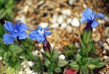 Gentiana Species, Spring Gentian