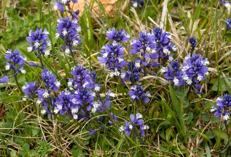 Polygala Species, Chalk Milkwort