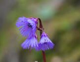 Soldanella Species, Alpine Snowbell, Blue Moonwort