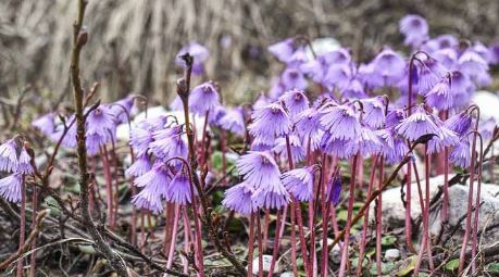 Soldanella Species, Alpine Snowbells, Carpathian Snowbells
