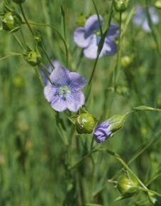 Linum Species, Flax, Lothringer Lein