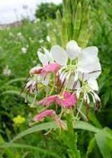 Oenothera Species, Kisses, Roadside Gaura