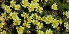 Saxifraga Species, Kabschia Saxifrage