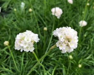 Armeria, Pyrenees Thrift Alba
